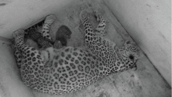 Котятя переднеазиатских леопардов родились в Центре восстановления леопарда на Кавказе (Сочинский нацпарк)