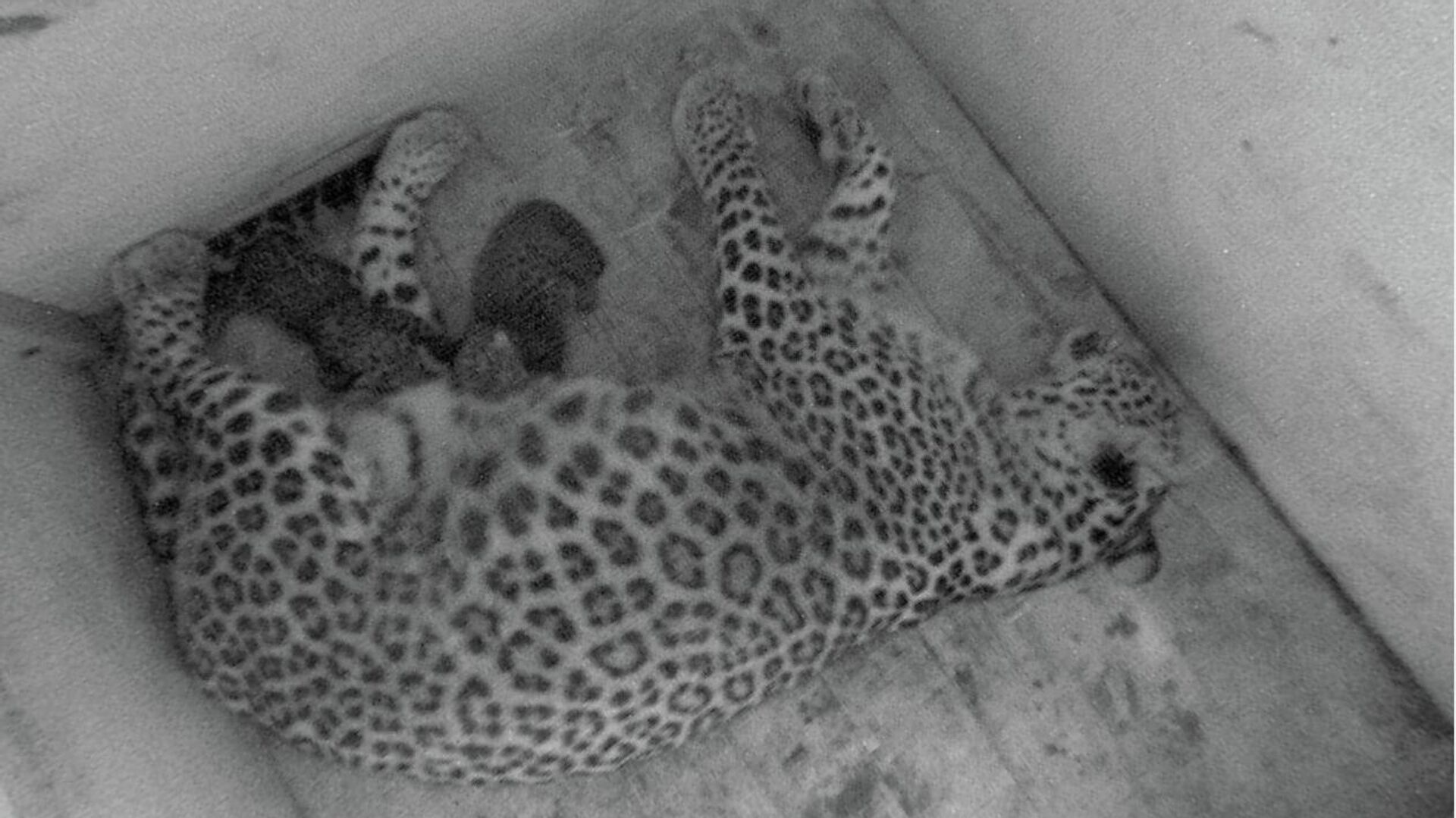 Котятя переднеазиатских леопардов родились в Центре восстановления леопарда на Кавказе (Сочинский нацпарк) - РИА Новости, 1920, 15.07.2022