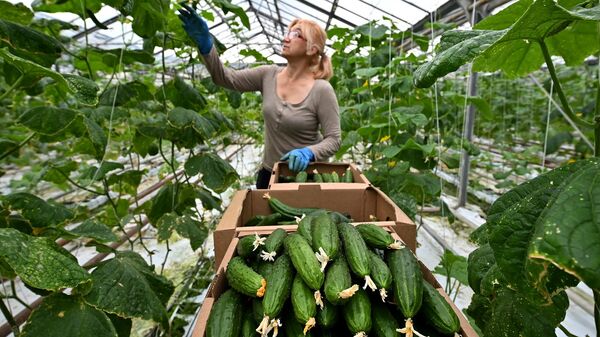 Сотрудница компании собирает огурцы в теплице сельскохозяйственной фирмы