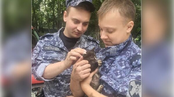 В Кировском районе Санкт-Петербурга сотрудники Росгвардии помогли гражданам спасти котёнка, застрявшего в моторном отсеке автомобиля