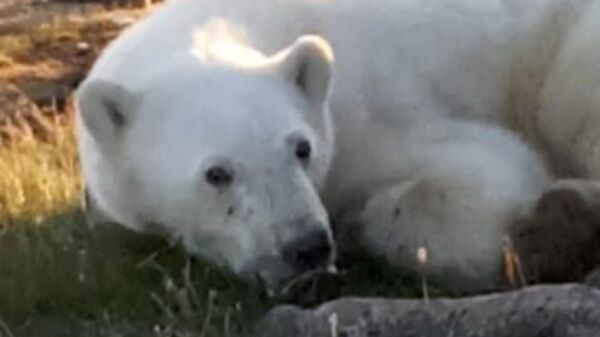Белый медведь, у которого во рту застряла металлическая банка из-под сгущёнки, в посёлке Диксон на севере Красноярского края