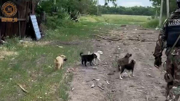 Кадыров опубликовал видео с щенками, сравнив их со странами Запада