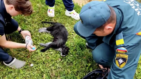 Второй шанс для кота: в Орле спасли животное от огня и отравления угарным газом