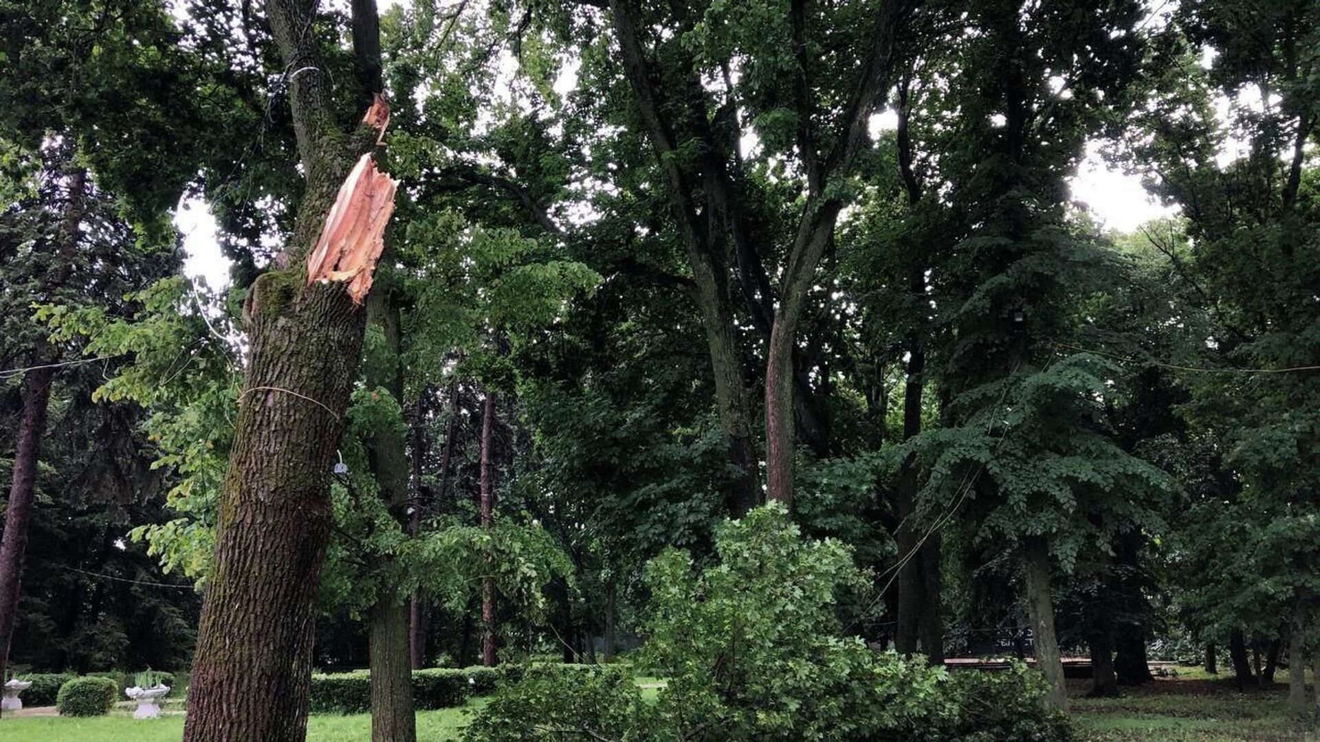 Дерево упало на женщину на территории музейного комплекса Усадьба Асеевых в Тамбове - РИА Новости, 1920, 23.07.2022