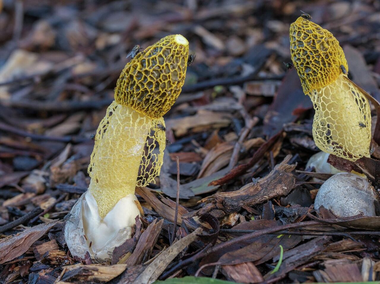 Веселка: описание гриба, где растет, лечебные свойства, фото в лесу