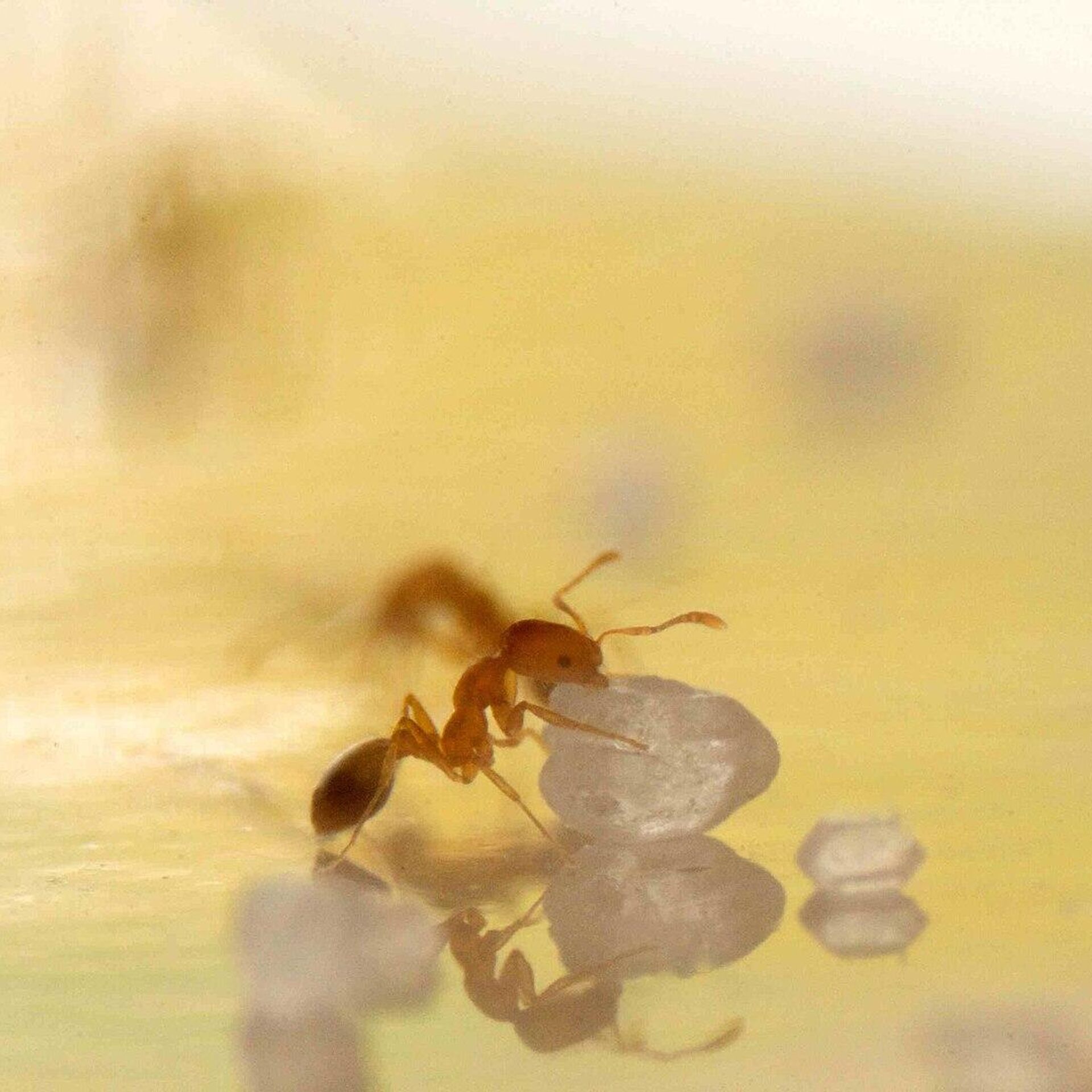 Как избавиться от домашних муравьев?