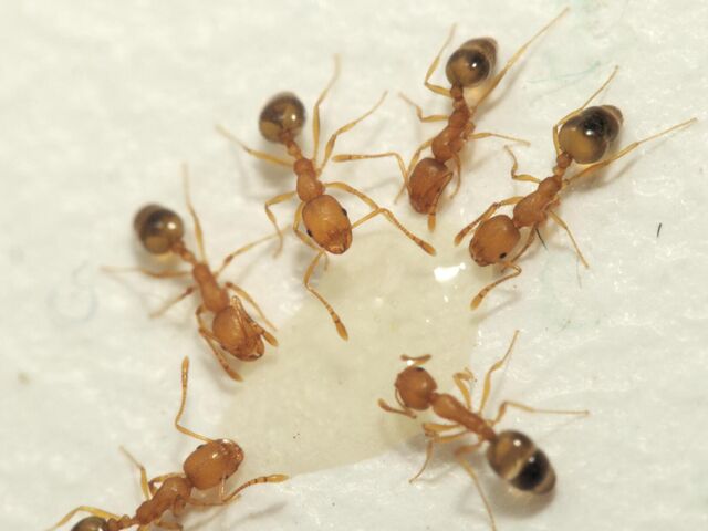 Как избавиться от муравьев в доме навсегда: эффективные средства и народныеспособы