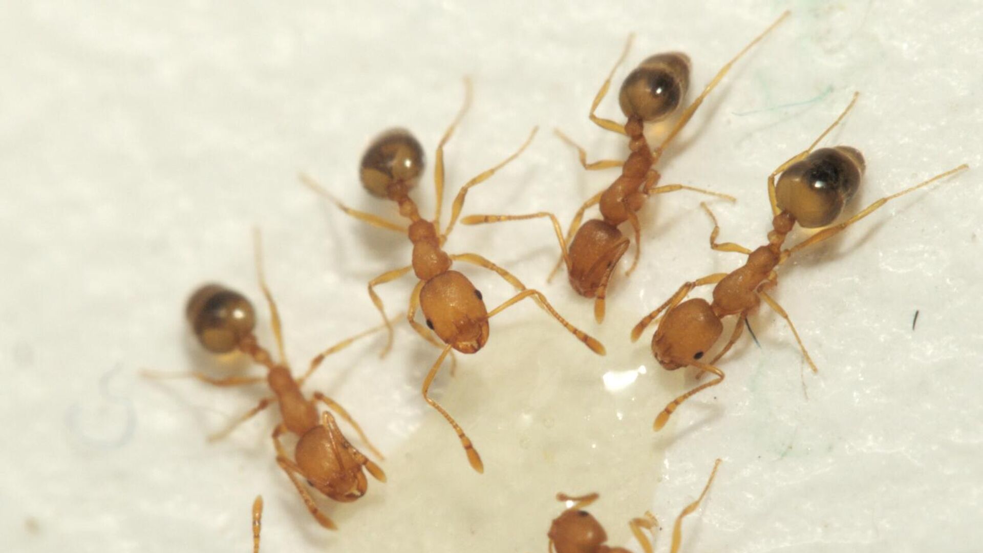 Химические средства для борьбы с муравьями