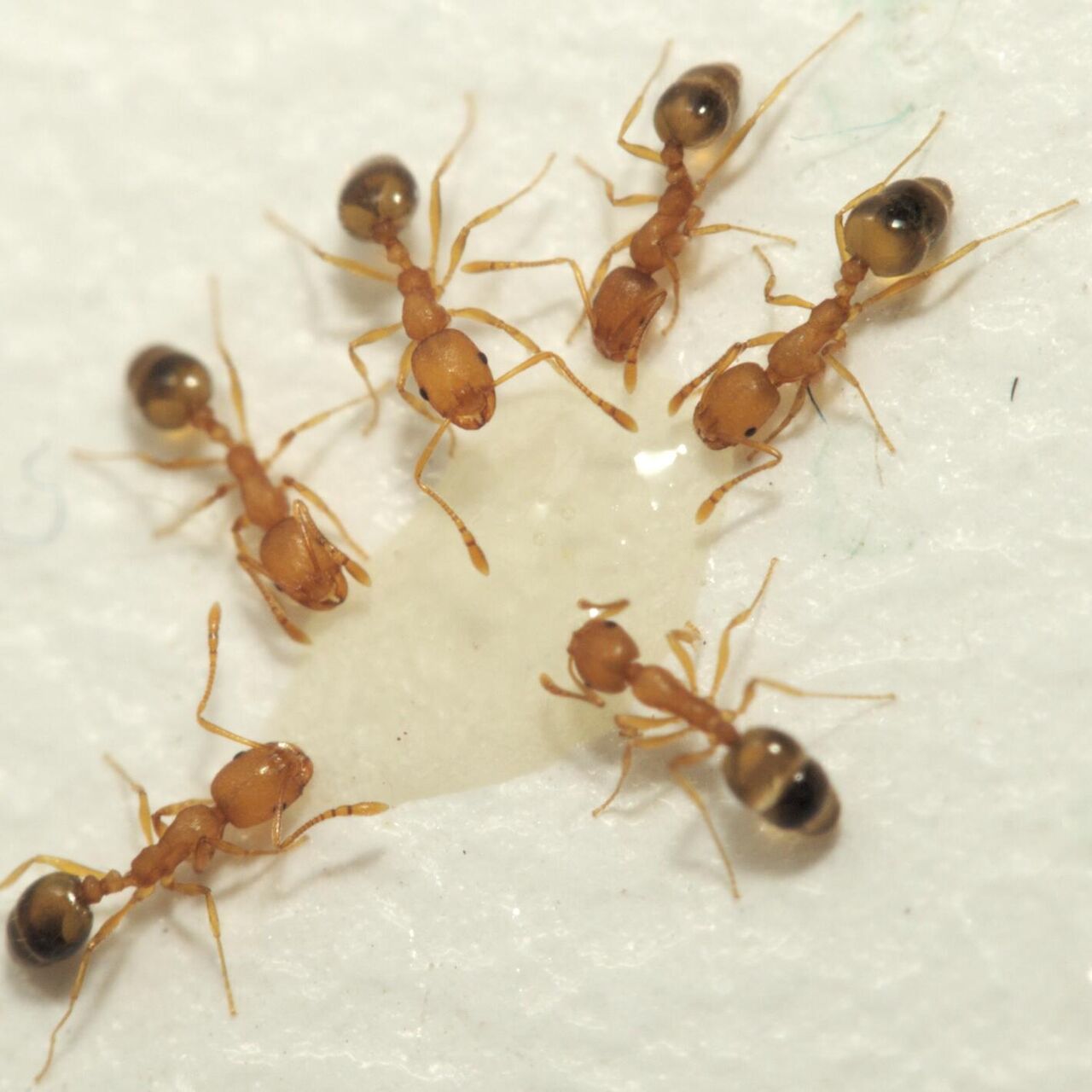 Как избавиться от рыжих муравьев в квартире