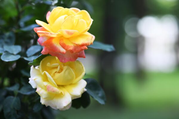 Роза чайно-гибридная сорта Генриен де Шапоне, представленная на фестивале роз в музее-усадьбе Архангельское