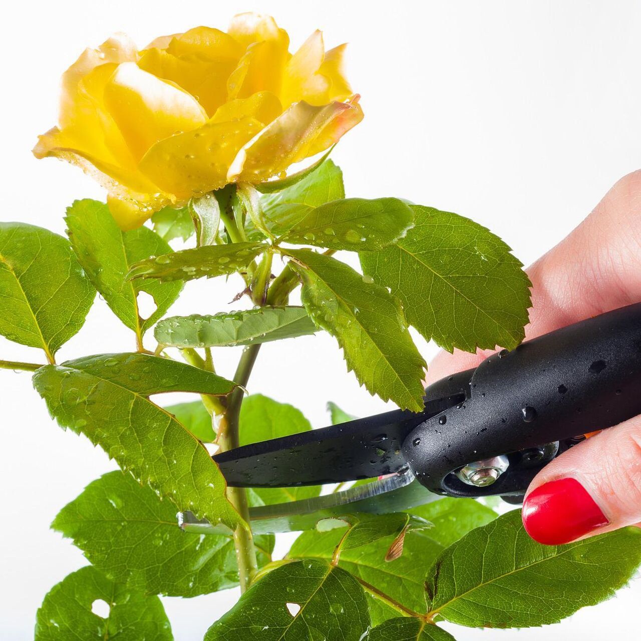 У розы в домашних условиях сохнут бутоны, листья тоже вянут. Как спасти?