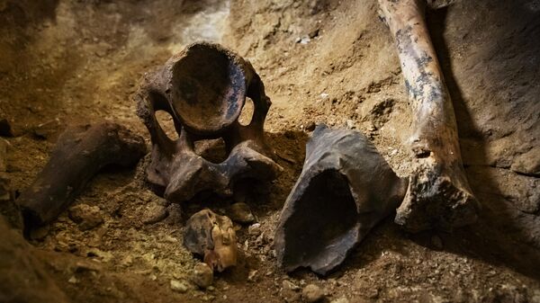 Фрагменты скелета животного в пещере Таврида, которая была обнаружена во время строительства одноименной скоростной автомагистрали, соединяющей полуостров с материковой Россией