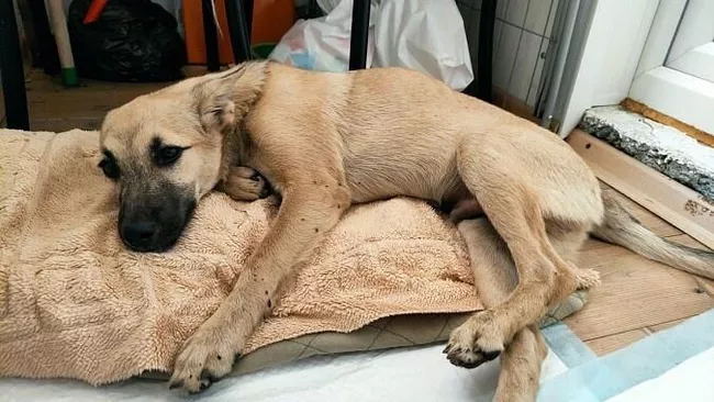 В Кинешме собака выпала из окна жилого дома на женщину