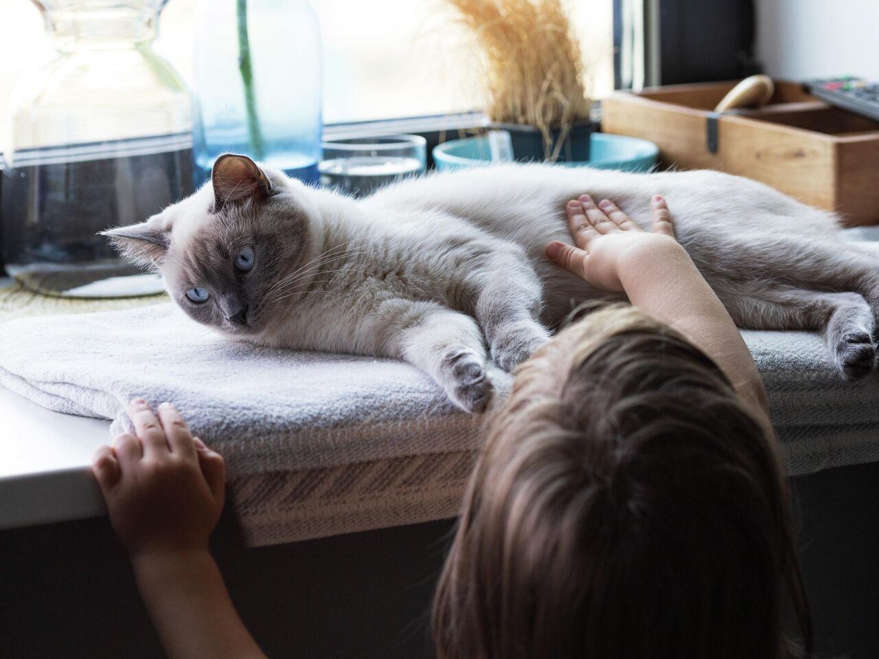 Как сделать вольер для кошки своими руками