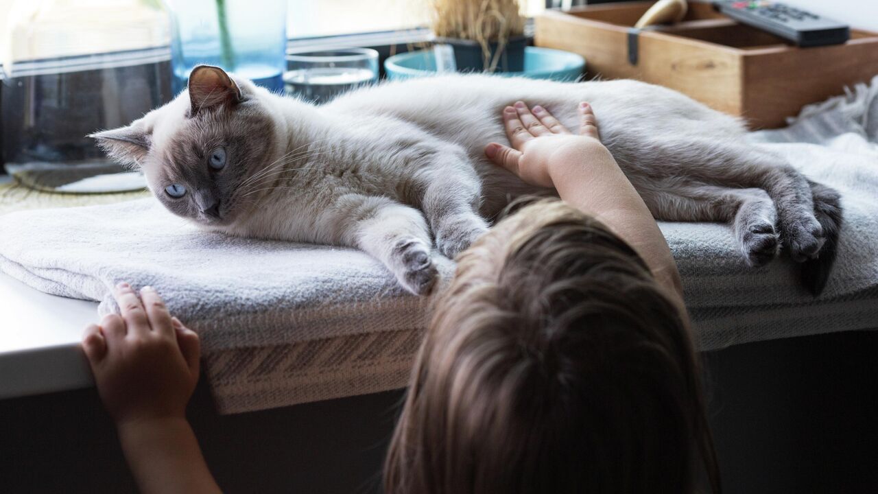 Как порадовать кошку: 8 способов, чтобы выразить любовь к питомцу