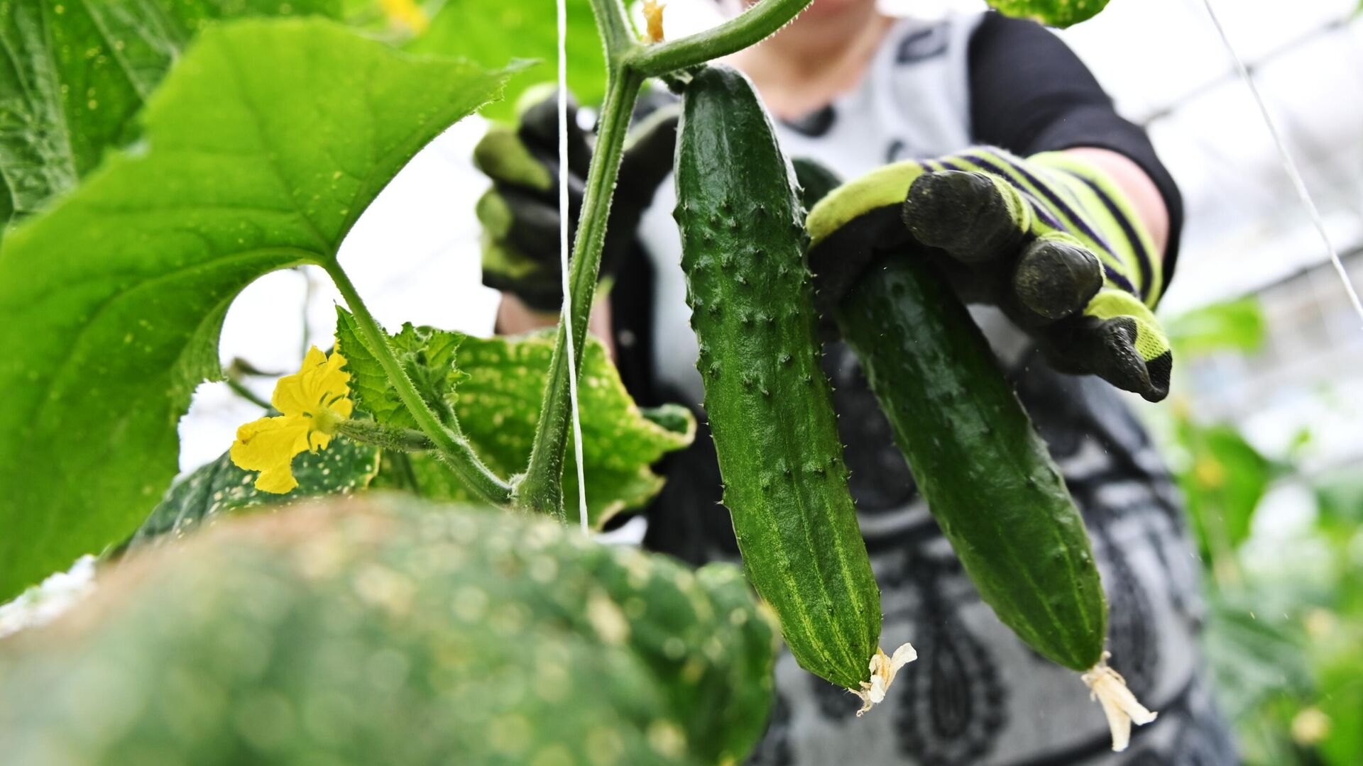 Cucumbers in the greenhouse - RIA Novosti, 1920, 18.03.2023