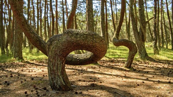 Танцующий лес - участок хвойного леса, расположенный на 37-м километре Куршской косы в Калининградской области