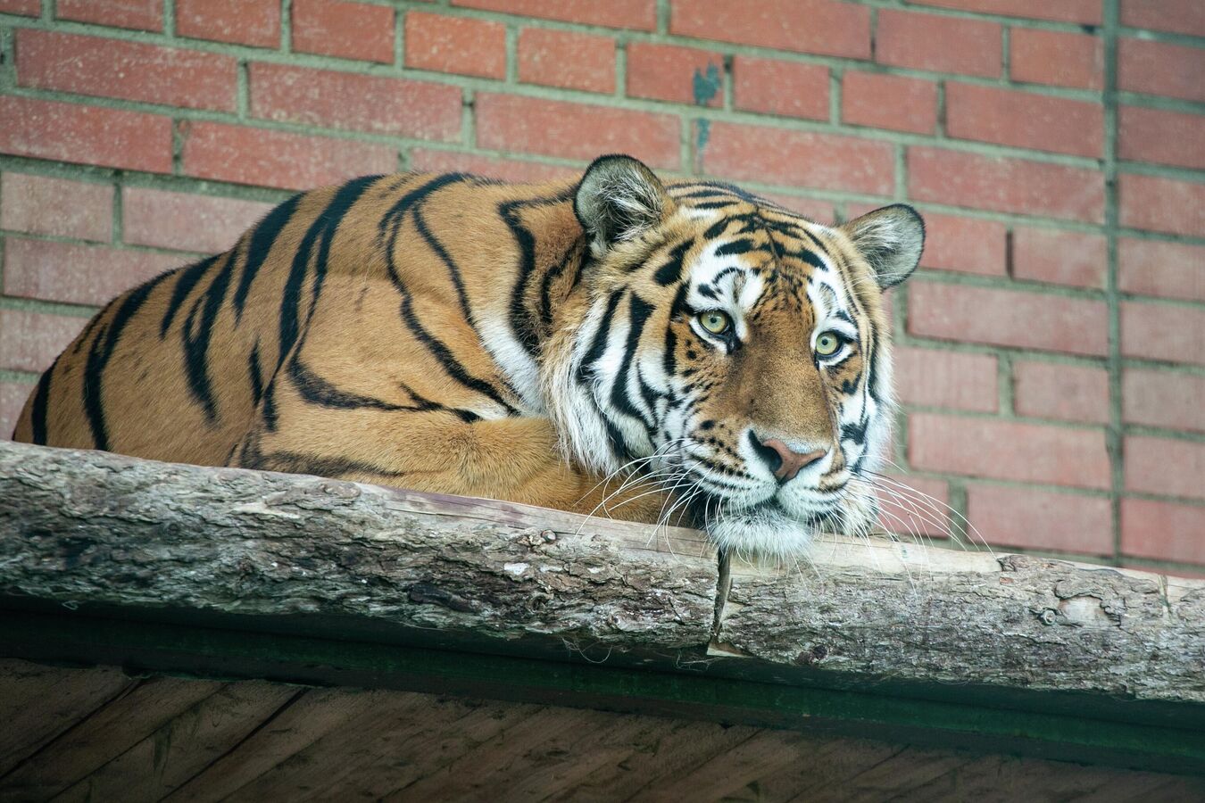 Тигр жив 2. Московский зоопарк тигр. Тигры в зоопарке Москвы. Тигр жив. 2 Тигра.