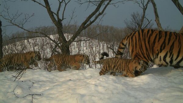 Тигры в национальном парке Земля леопарда