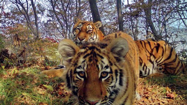 Тигры в национальном парке Земля леопарда