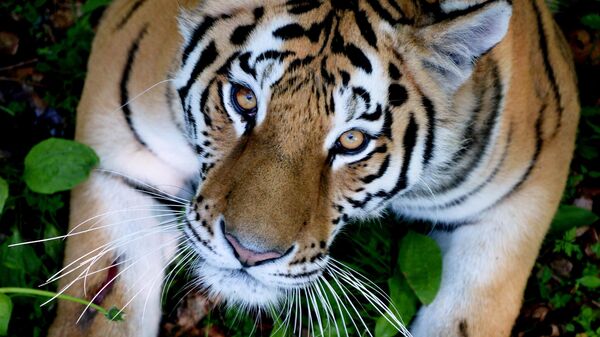 Амурская тигрица Уссури в Приморском сафари-парке