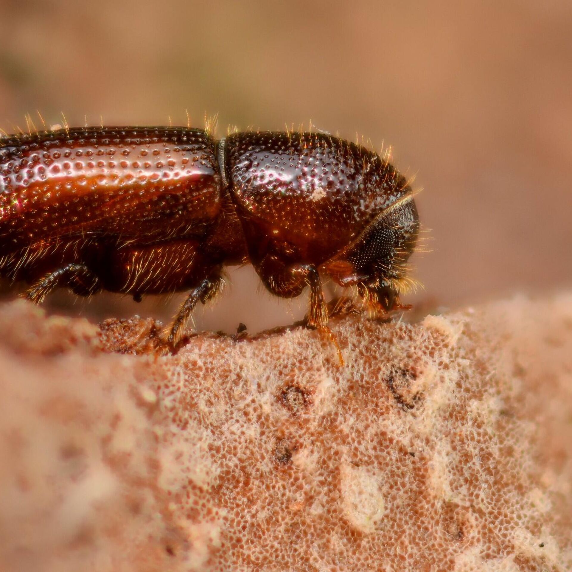 Короед фото. Жук короед. Жук короед типограф. Валежный короед Orthotomicus Proximus. Orthotomicus laricis.