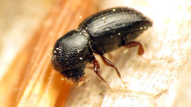 Жук короед