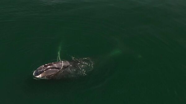Гренландский кит запутался в неводе в Охотском море