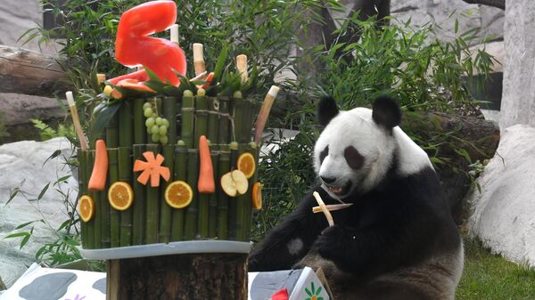 Именинный торт для самки большой панды Диндин в честь дня рождения, который отмечают в Московском зоопарке