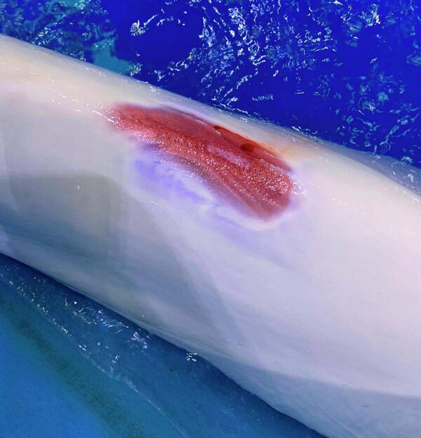 Морские животные регулярно получают травмы Морские животные регулярно получают травмы
