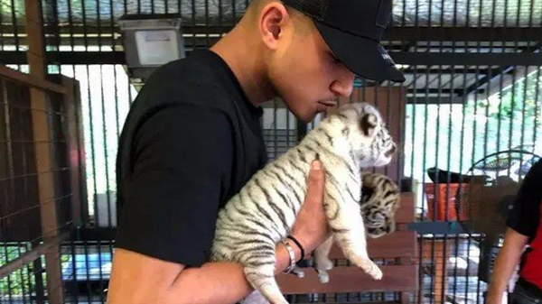 Фаик Болкиах со своим домашним тигром.
