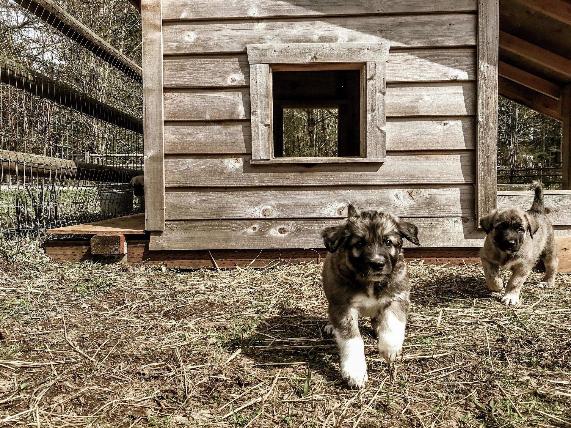 Чертежи будки для собаки с размерами: 90 фото, как сделать своими руками среднюю конуру для овчарки