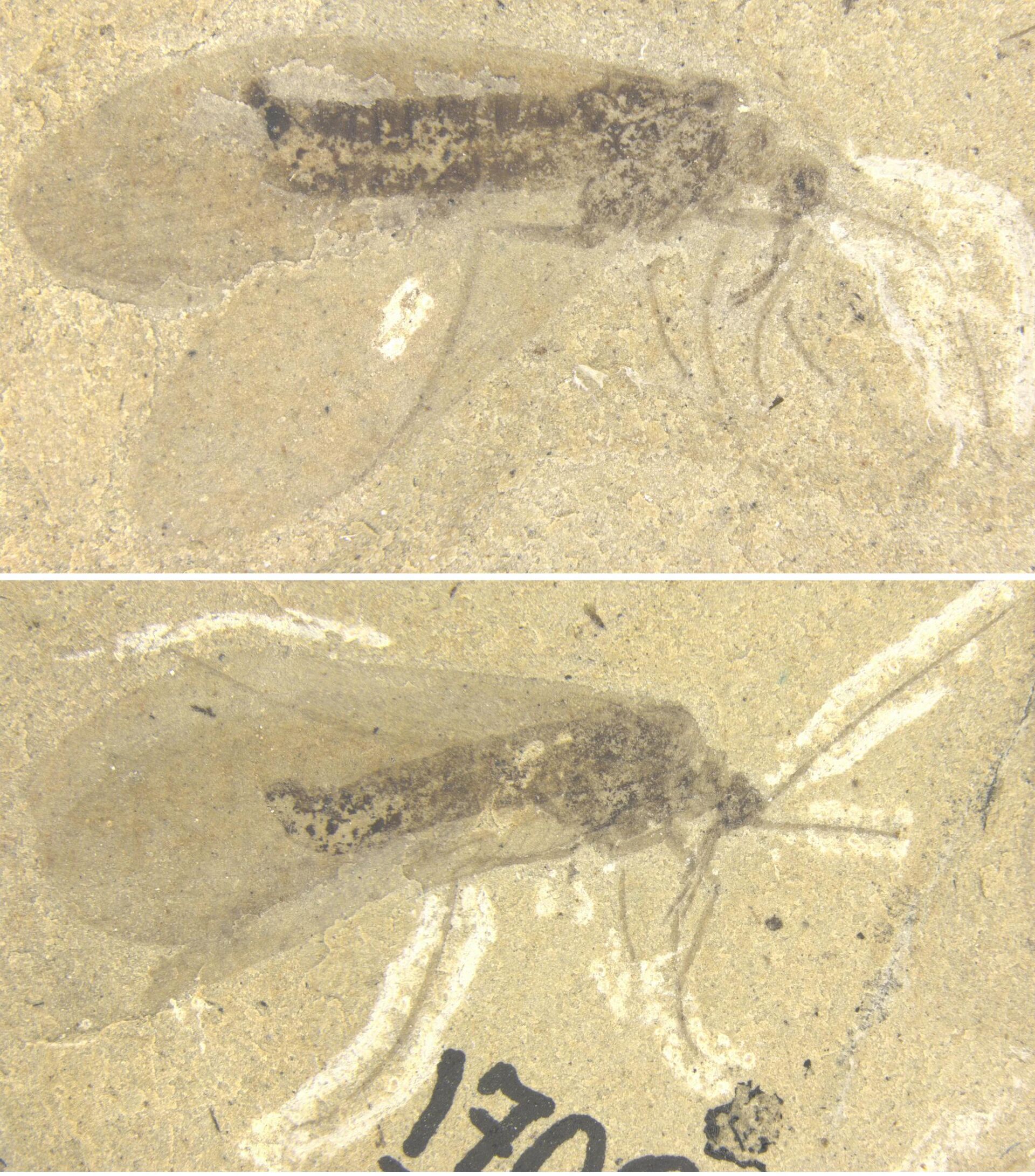 Отпечатки протомеропид (Protomeropidae) из раннепермского местонахождения Чекарда - РИА Новости, 1920, 04.08.2022