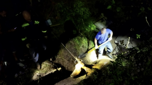 Сотрудники Пермской городской службы спасения вызволяют корову, упавшую в канализацию