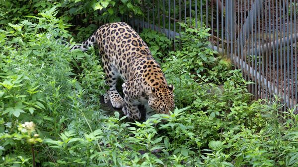 Леопард прячется в Приморском сафари-парке