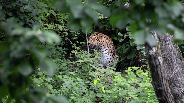 Леопард в Приморском сафари-парке