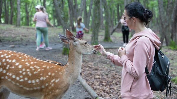 В Приморском сафари-парке можно покормить оленей