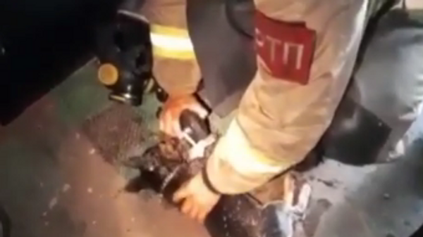 Пожарные в Иркутске спасли из горящей квартиры собаку
