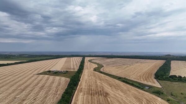 Крамаренко: ДНР полностью обеспечена зерном с большим заделом на экспортный потенциал