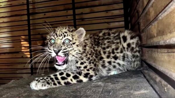 Котенок дальневосточного леопарда, отловленный в Приморье. Кадр видео