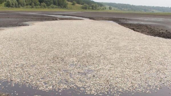 Рыба, погибшая из-за спуска воды в озере Клубничном в Алтайском крае 