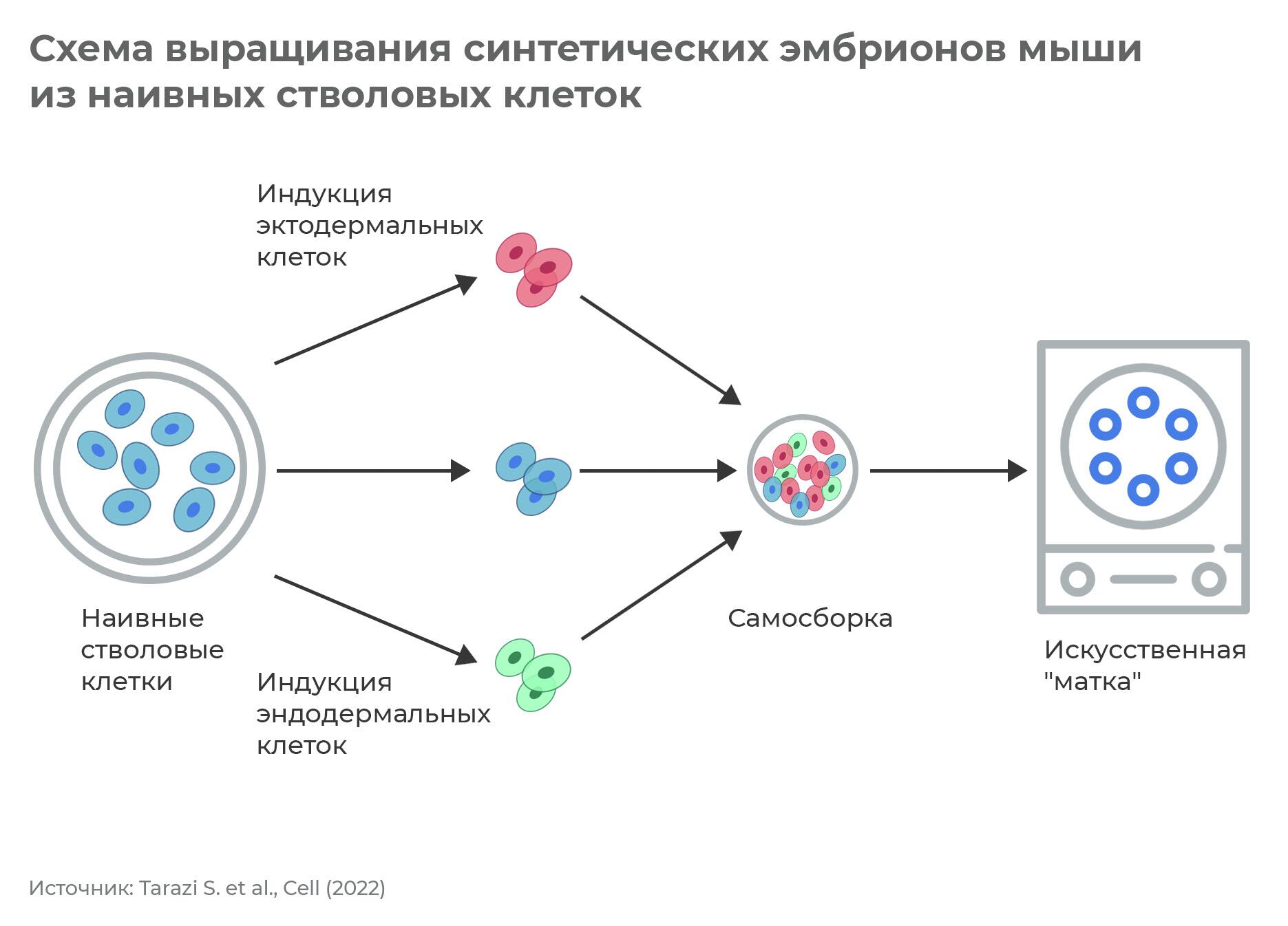 Человеческие запчасти. Для чего создают искусственных эмбрионов - РИА  Новости, 11.08.2022