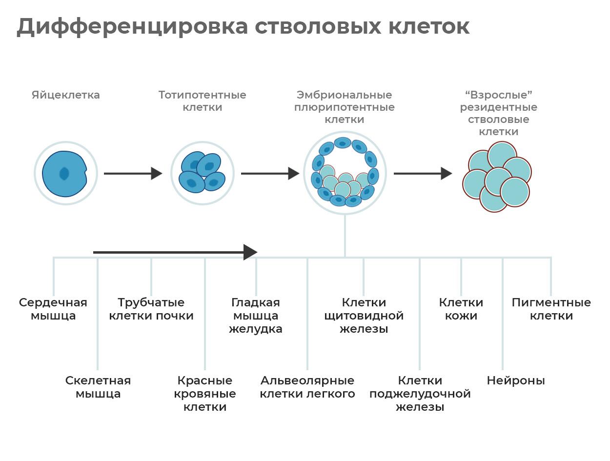 Человеческие запчасти. Для чего создают искусственных эмбрионов - РИА  Новости, 11.08.2022