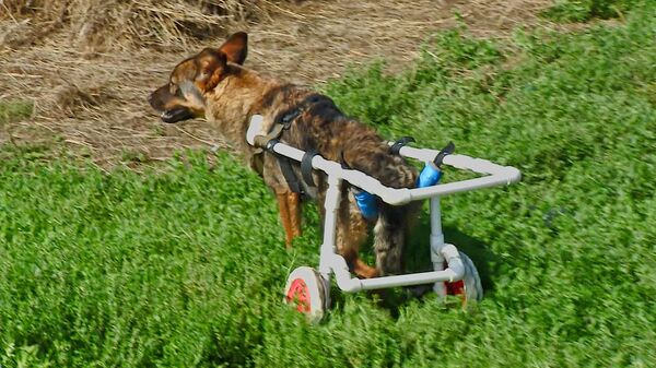 Второй шанс для собаки-инвалида: горняк смастерил животному коляску из труб