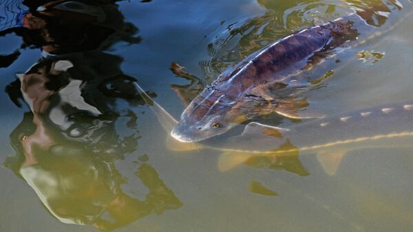 Рыба в бассейне осетровой фермы Астраханская фишка