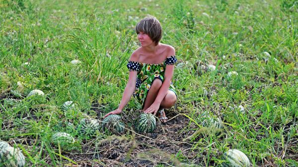 Девушка на арбузном поле в селекционно-семеноводческое предприятие Мастер семя в Камызякском районе Астраханской области