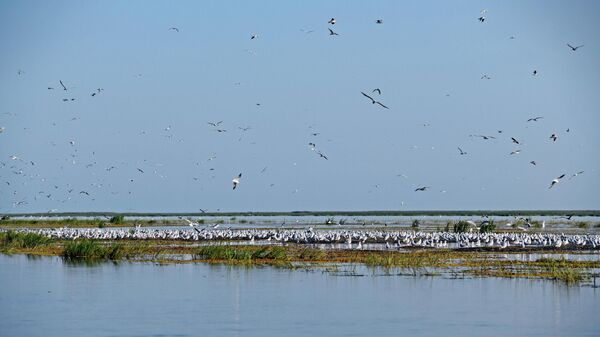 Чайки в дельте Волги на территории Астраханского биосферного заповедника