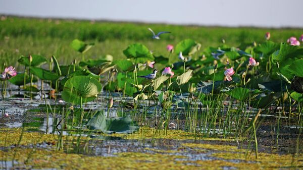 Цветущие лотосы в дельте Волги на территории Астраханского биосферного заповедника