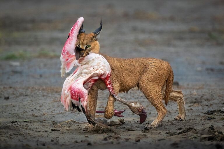 Работа фотографа Dennis Stogsdill A Cat and Its Prize победившая в фотоконкурсе Nature TTL Photographer of the Year 2022