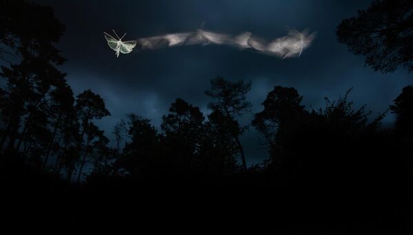 Работа фотографа Tibor Litauszki The Journey of a Moth , занявшая 1 место в категории Маленький мир фотоконкурса Nature TTL Photographer of the Year 2022